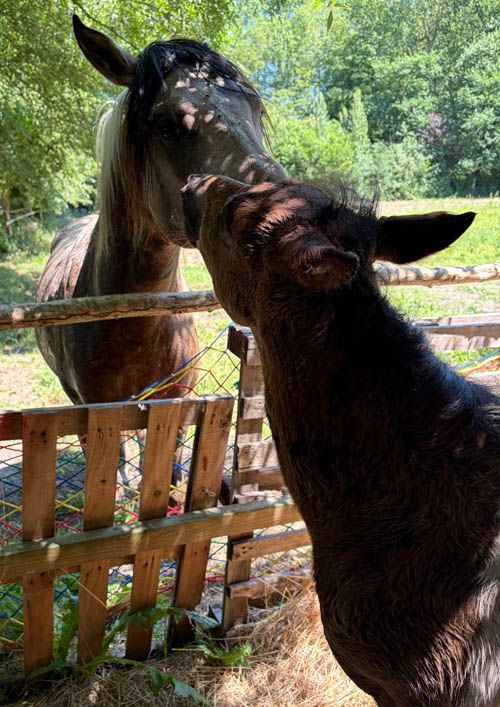 Poneys PopCorn et Qashmir de l'élevage du gîte