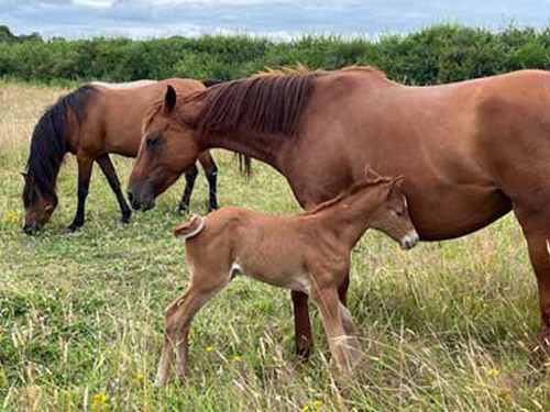 promenade dans les prés