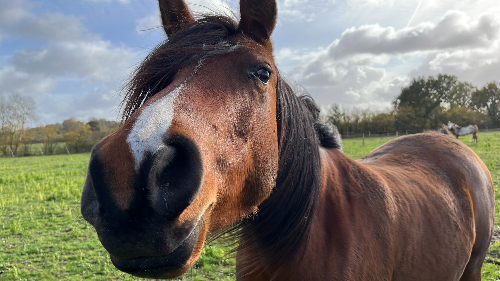 chevaux dans les prés près du gite